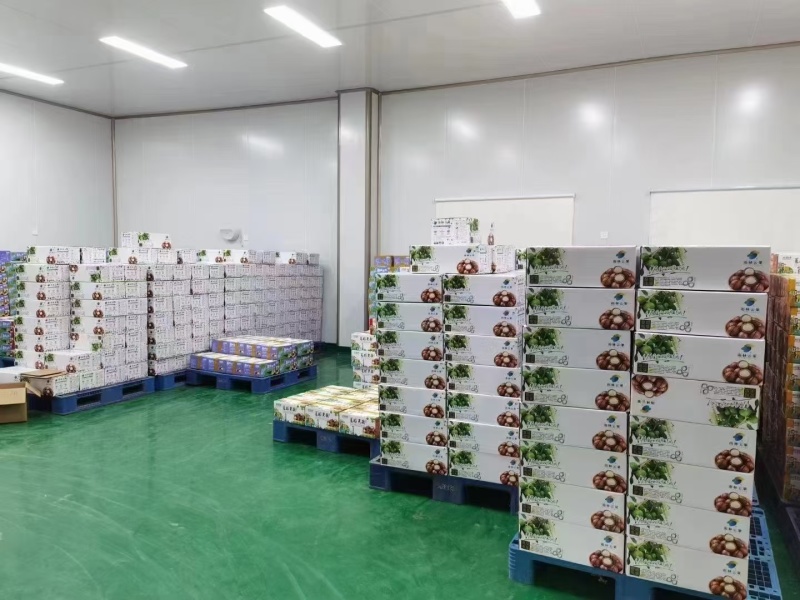 云南西双版纳夏威夷果澳洲坚果种植基地工厂量大