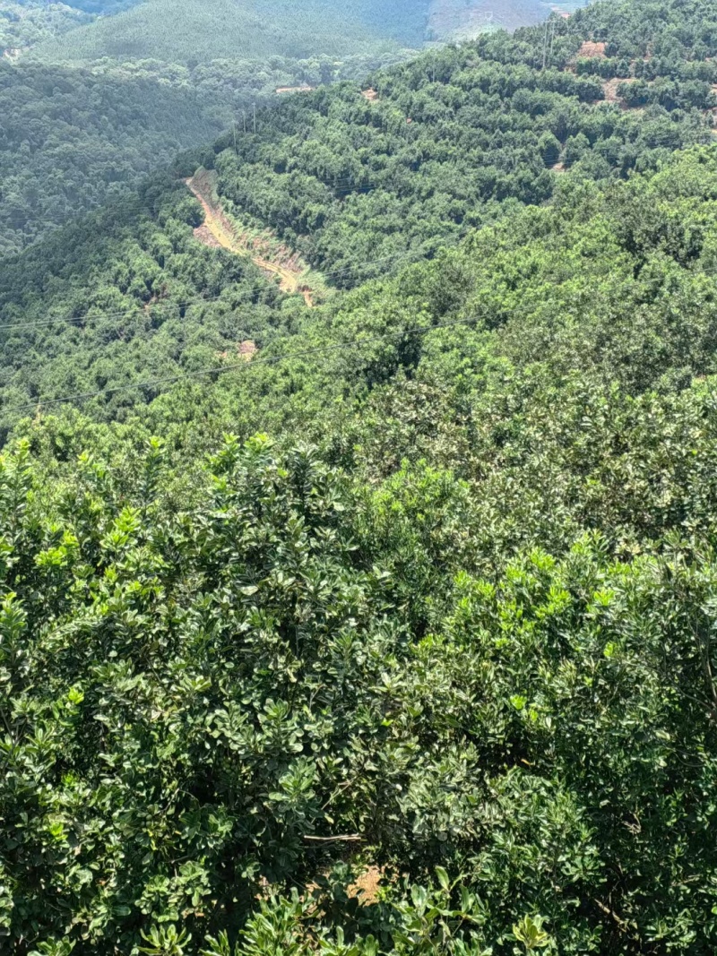 云南西双版纳夏威夷果澳洲坚果种植基地工厂量大