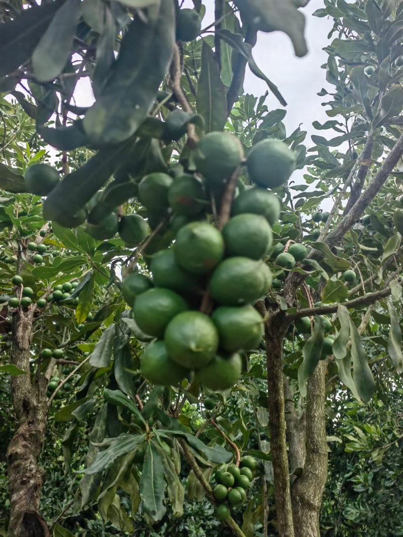 云南西双版纳夏威夷果澳洲坚果种植基地工厂量大