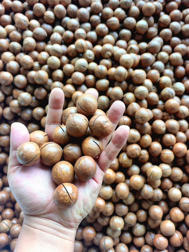 云南西双版纳夏威夷果澳洲坚果种植基地工厂量大