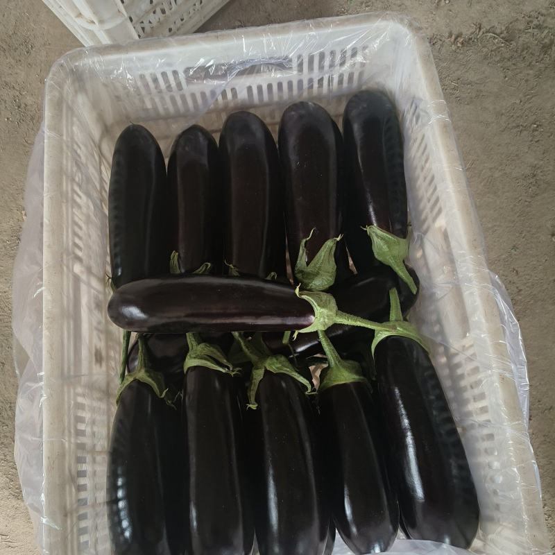 长茄，圆茄，产地