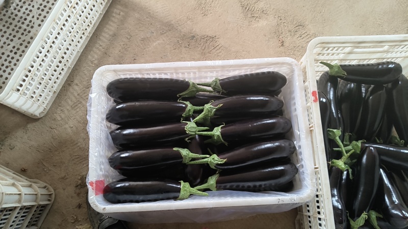 长茄，圆茄，产地