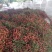 妃子笑荔枝，白糖罂荔枝桂味荔枝欢迎市场电商工厂合作大量货