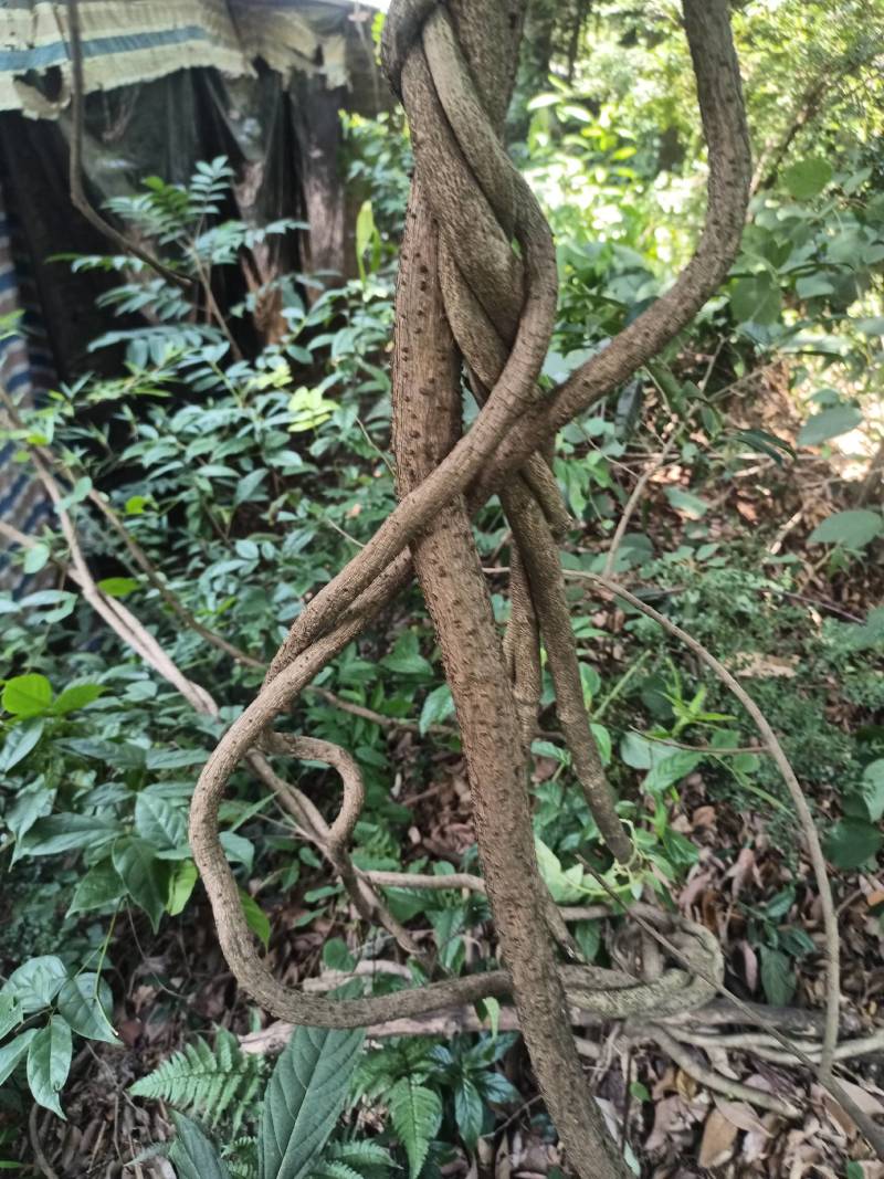 野生五叶香花鸡血藤联系***********