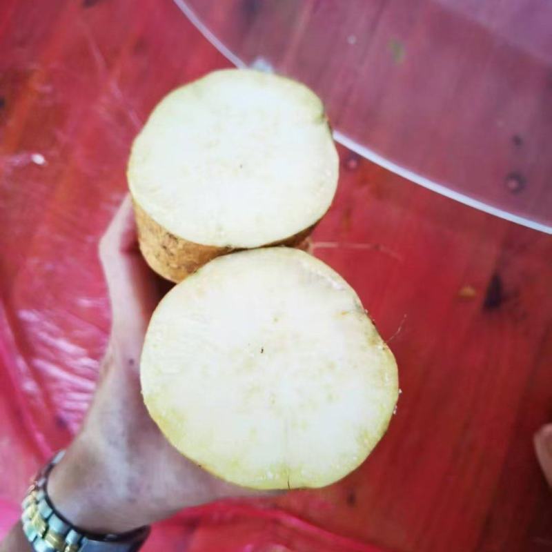 商薯19白哈蜜红薯工厂货