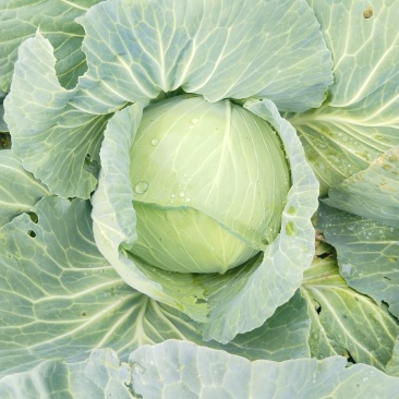 金丰一号包菜