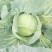 金丰一号包菜