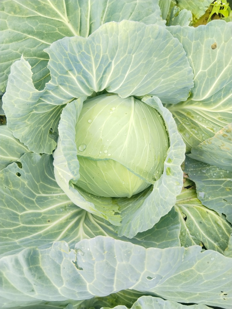金丰一号包菜
