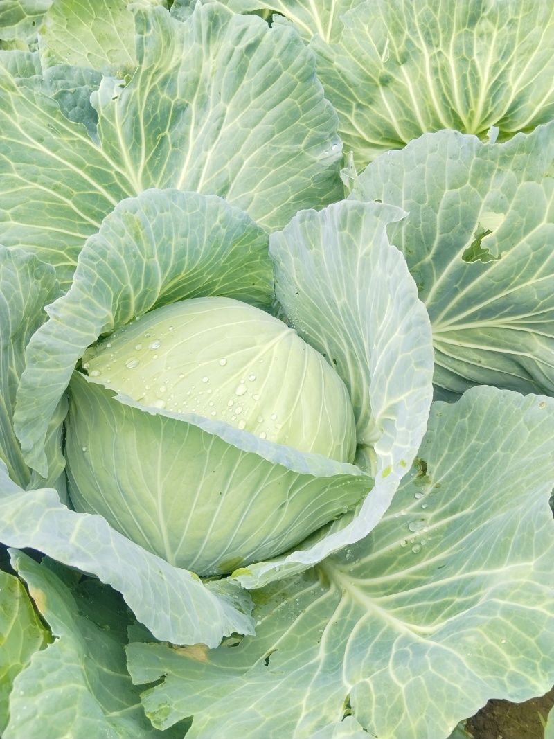 金丰一号包菜