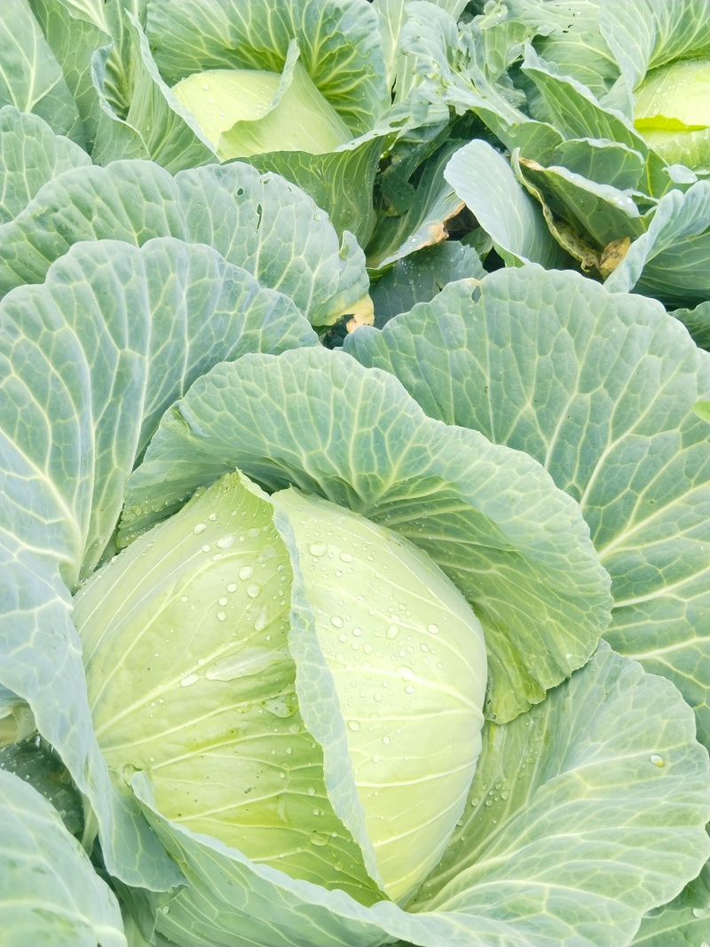 金丰一号包菜
