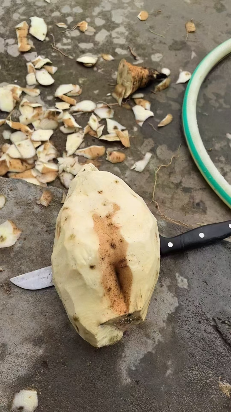 商薯19白哈蜜红薯工厂货