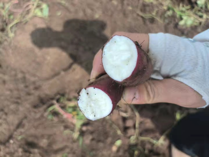 商薯19白哈蜜红薯工厂货