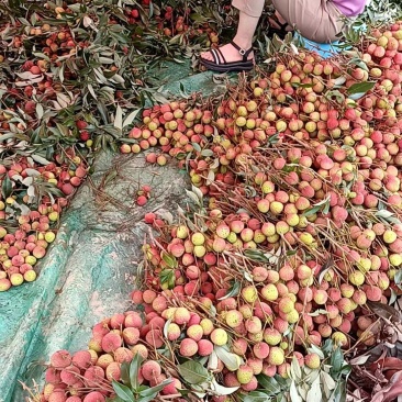 浦北荔枝黑叶桂味妃子笑产地直发品质齐全代发全国