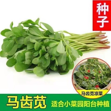 马齿苋子批发零售