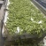 翠绿宝毛豆大量上市