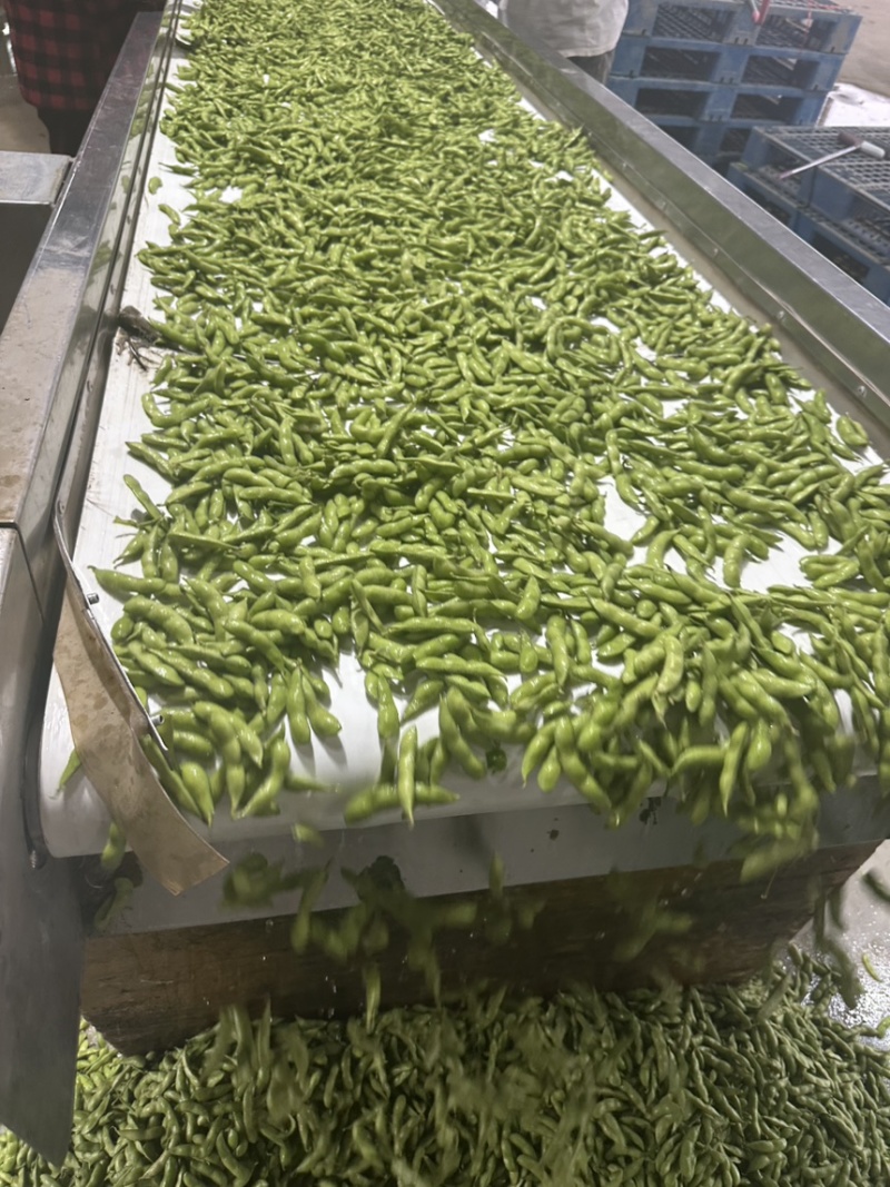 翠绿宝毛豆大量上市