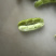翠绿宝毛豆大量上市