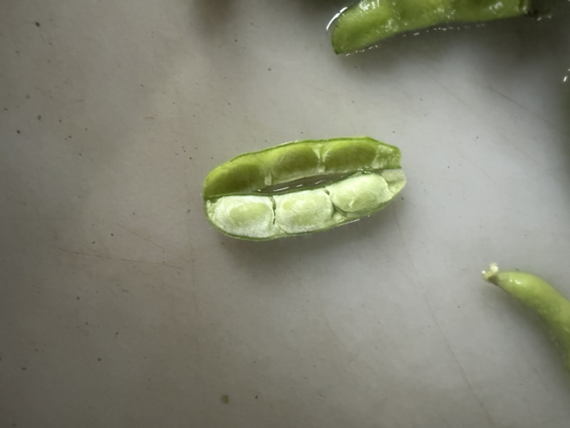 翠绿宝毛豆大量上市
