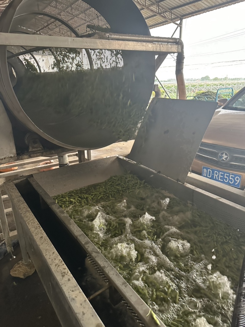 翠绿宝毛豆大量上市