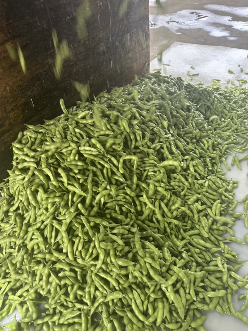 翠绿宝毛豆大量上市