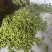 翠绿宝毛豆大量上市
