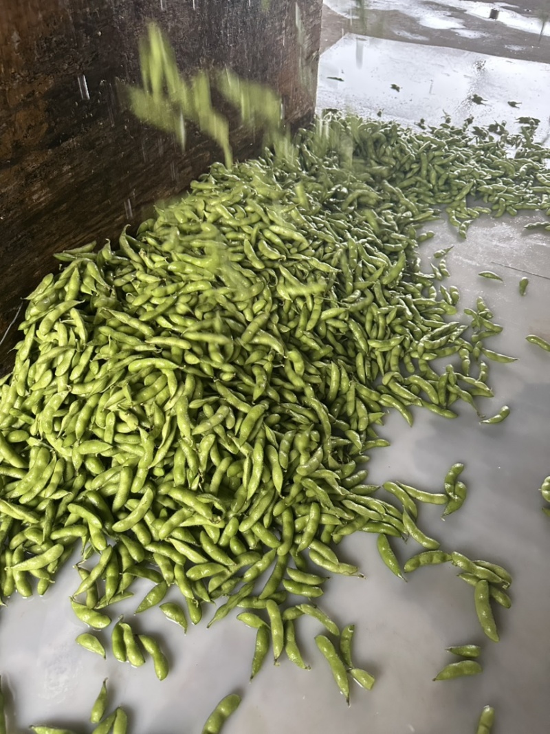 翠绿宝毛豆大量上市