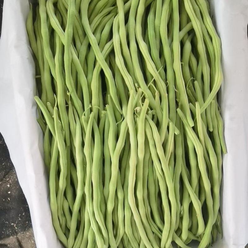 产地大量上市架豆王！无丝豆！白云豆！大紫袍豆角！小白龙豆