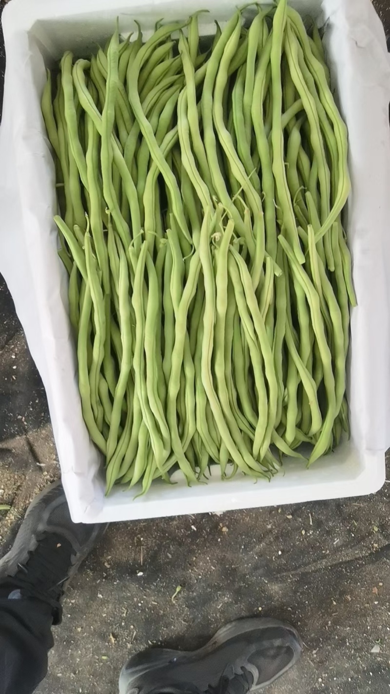 产地大量上市架豆王！无丝豆！白云豆！大紫袍豆角！小白龙豆