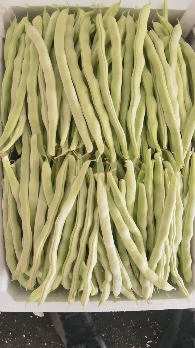 产地大量上市架豆王！无丝豆！白云豆！大紫袍豆角！小白龙豆