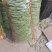 产地大量上市架豆王！无丝豆！白云豆！大紫袍豆角！小白龙豆