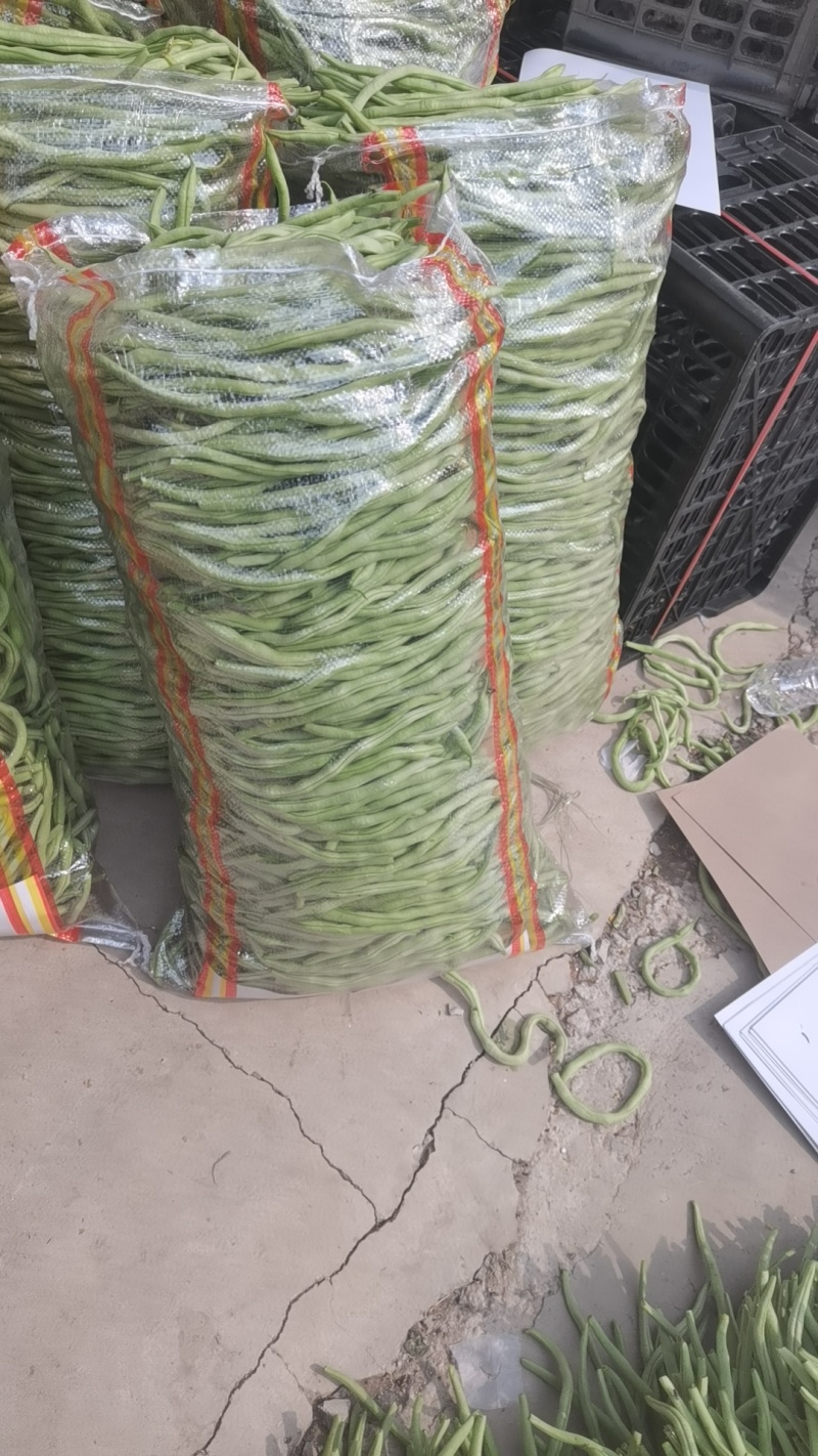 产地大量上市架豆王！无丝豆！白云豆！大紫袍豆角！小白龙豆