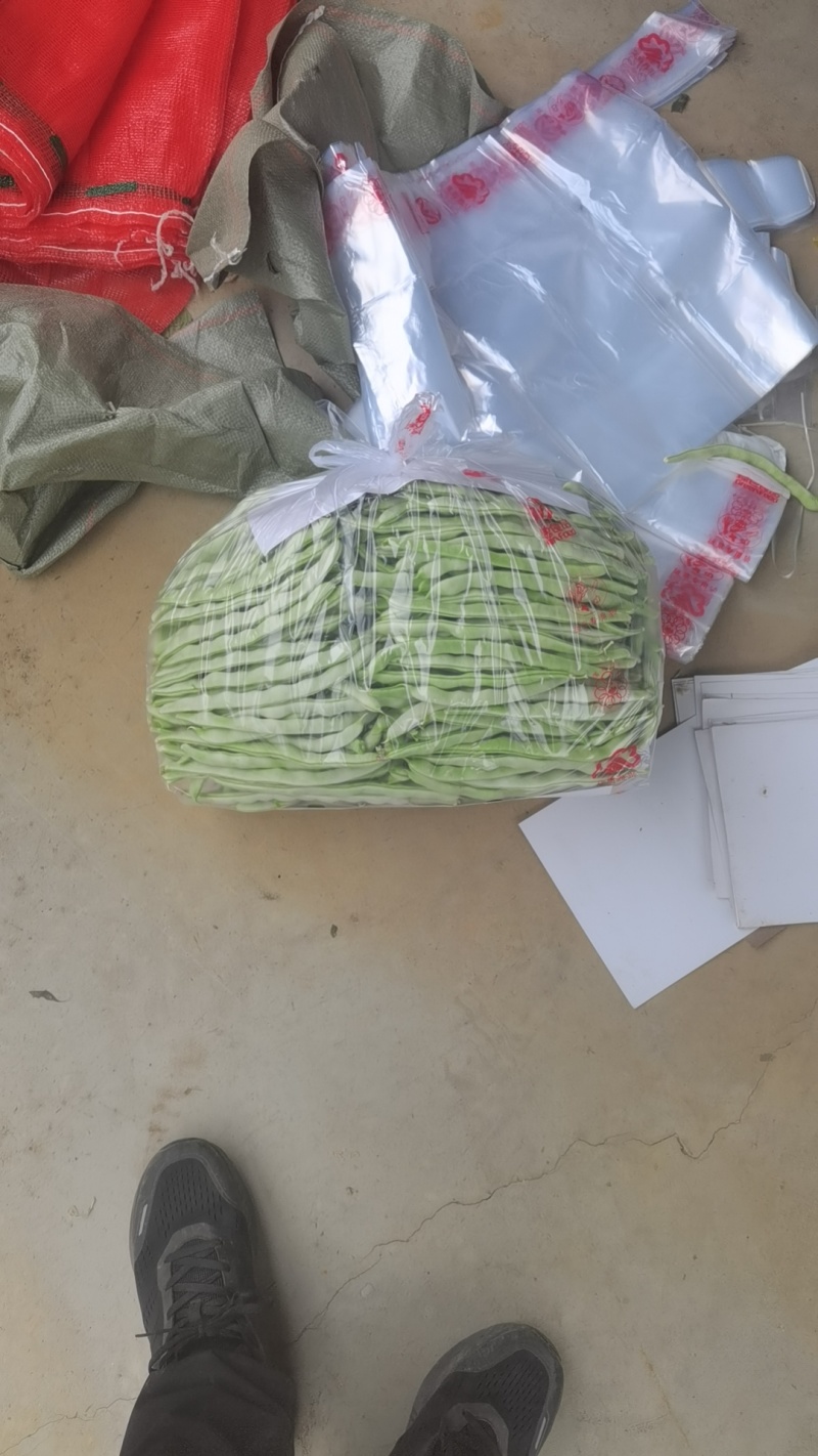 产地大量上市架豆王！无丝豆！白云豆！大紫袍豆角！小白龙豆