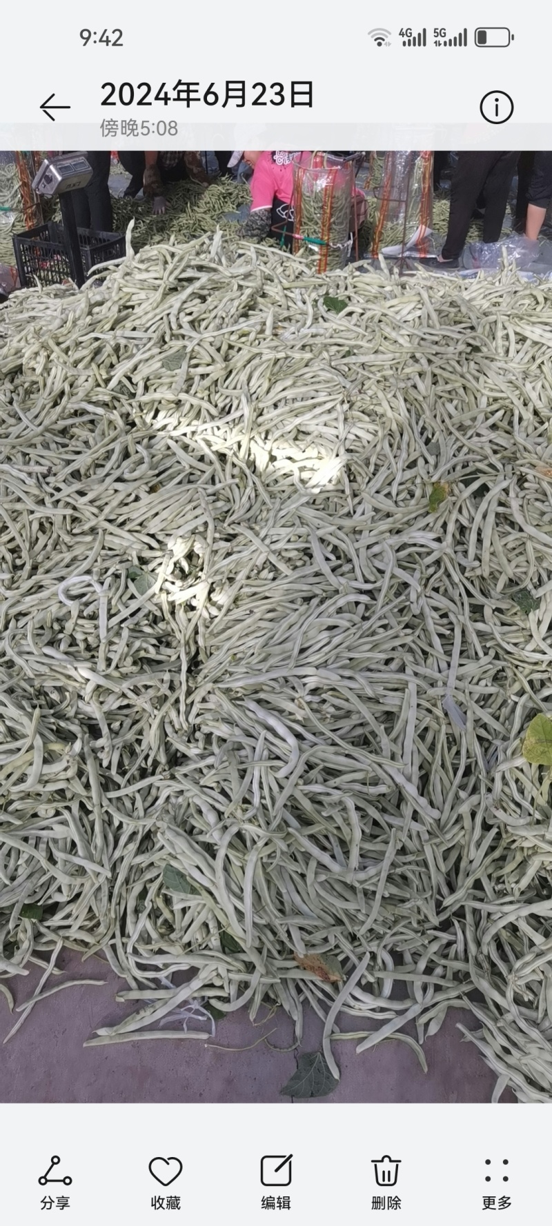 产地大量上市架豆王！无丝豆！白云豆！大紫袍豆角！小白龙豆