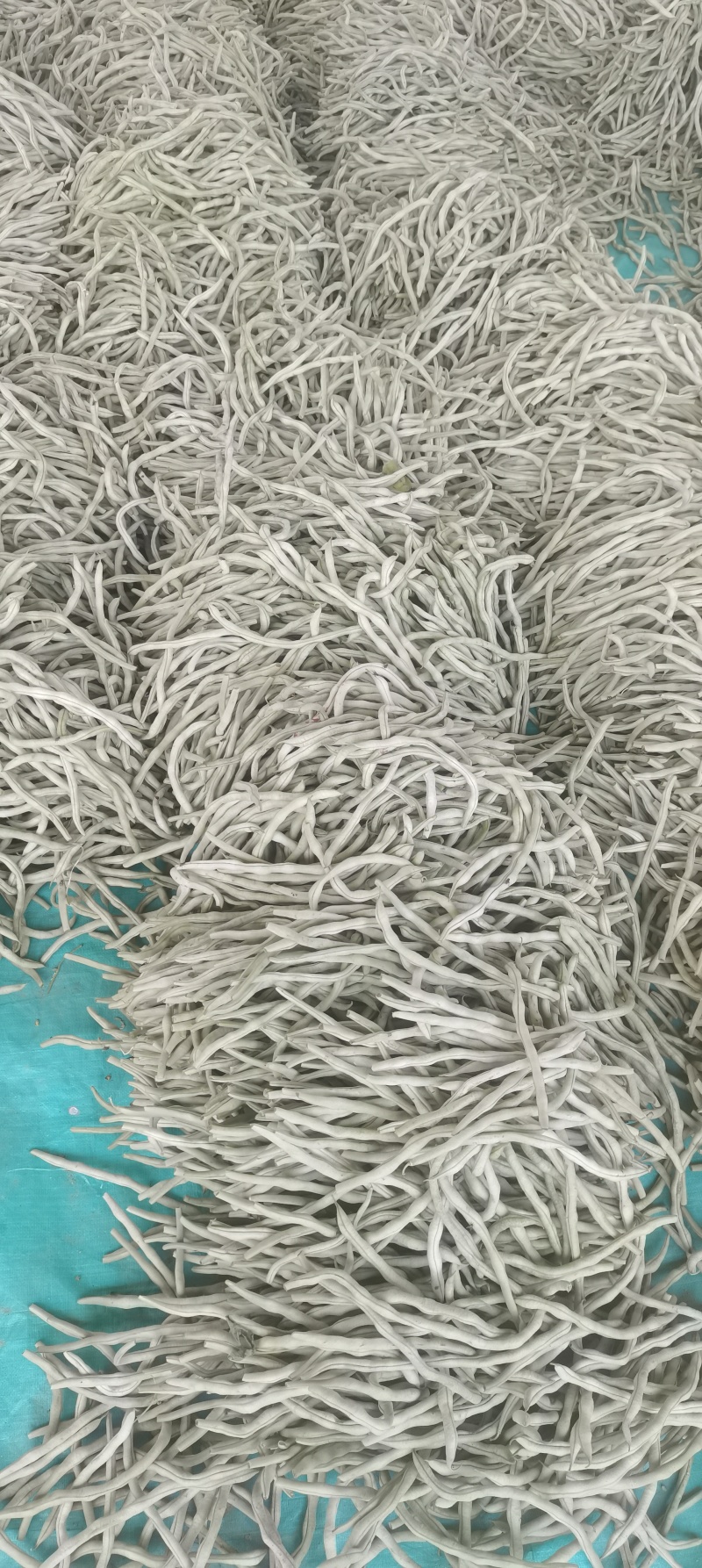产地大量上市架豆王！无丝豆！白云豆！大紫袍豆角！小白龙豆
