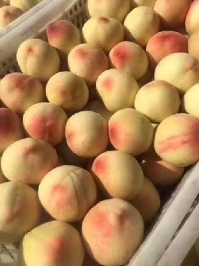突围毛桃大量上市有需要的可以联系我