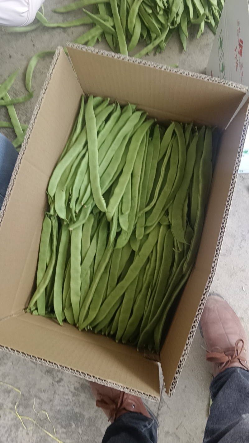 【热卖推荐】湖北天门四季豆产地直发一手货源视频看货