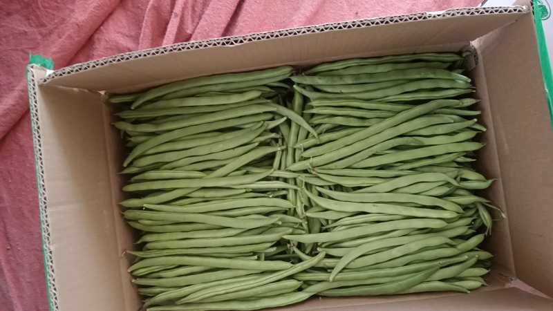 【热卖推荐】湖北天门四季豆产地直发一手货源视频看货