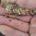 蟑螂《美洲大蠊》干品