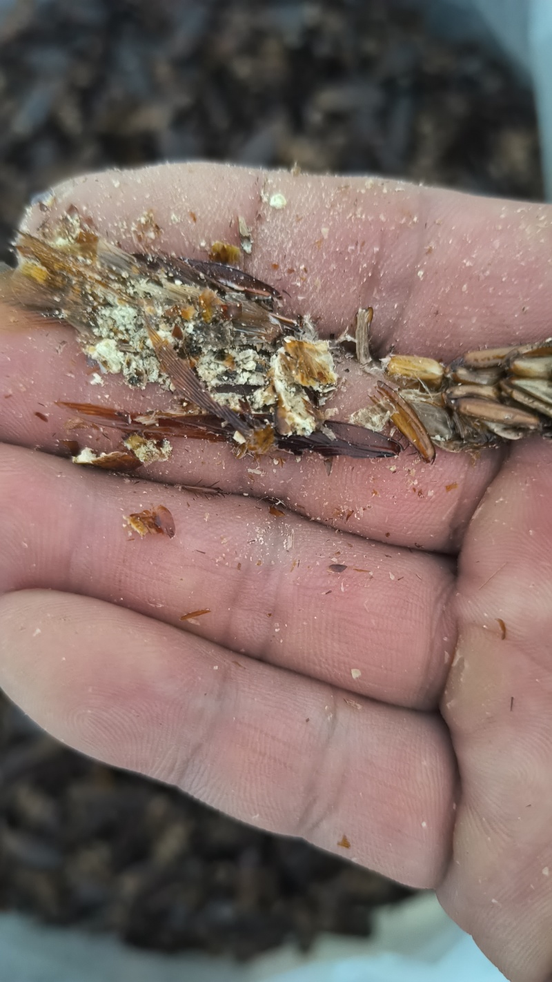 蟑螂《美洲大蠊》干品