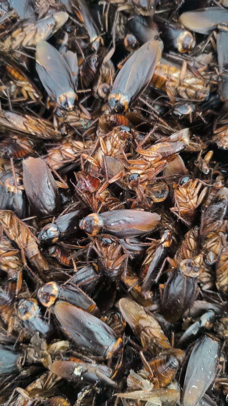 蟑螂《美洲大蠊》干品