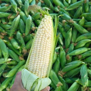 白糯玉米大量上市