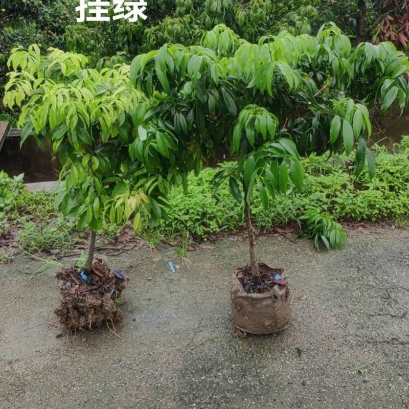 挂绿
