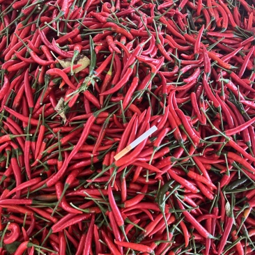 小米辣