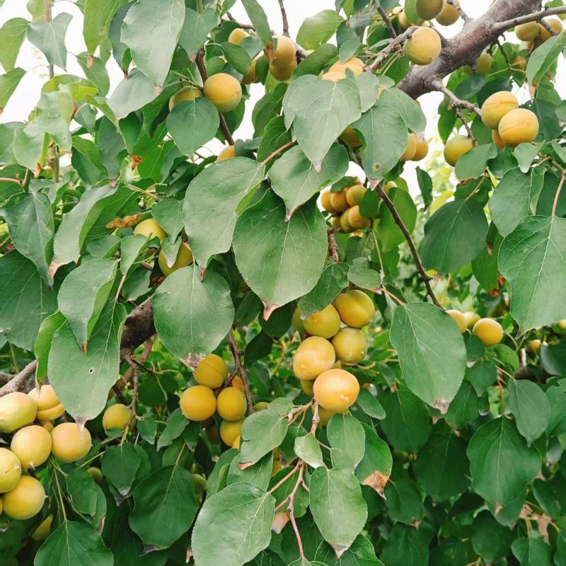 新疆吊杆杏，黄金子杏