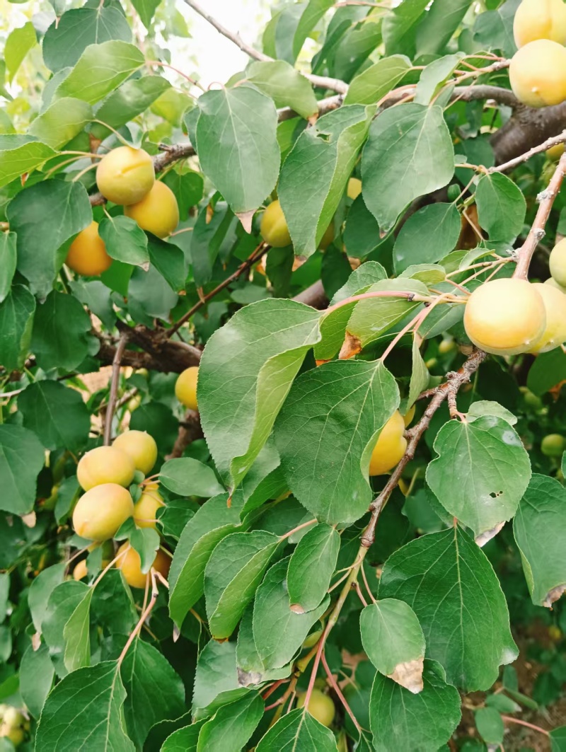 新疆吊杆杏，黄金子杏