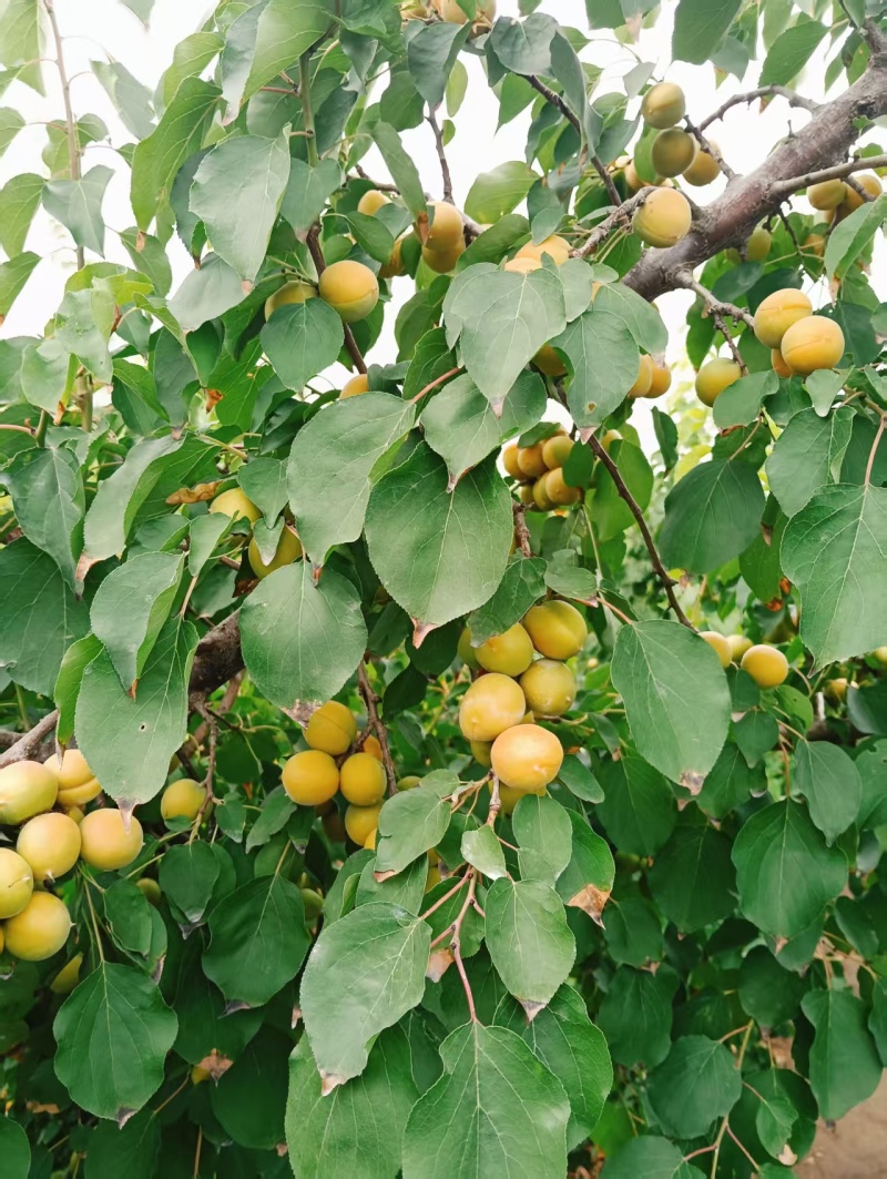 新疆吊杆杏，黄金子杏