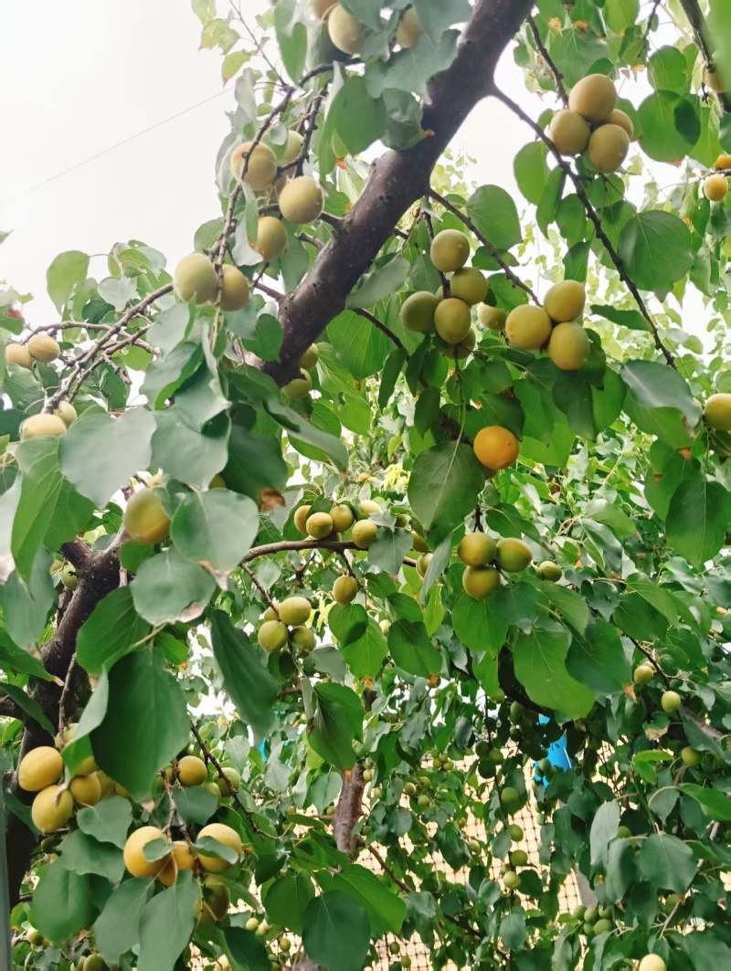 新疆吊杆杏，黄金子杏