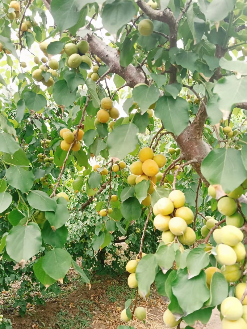 新疆吊杆杏，黄金子杏