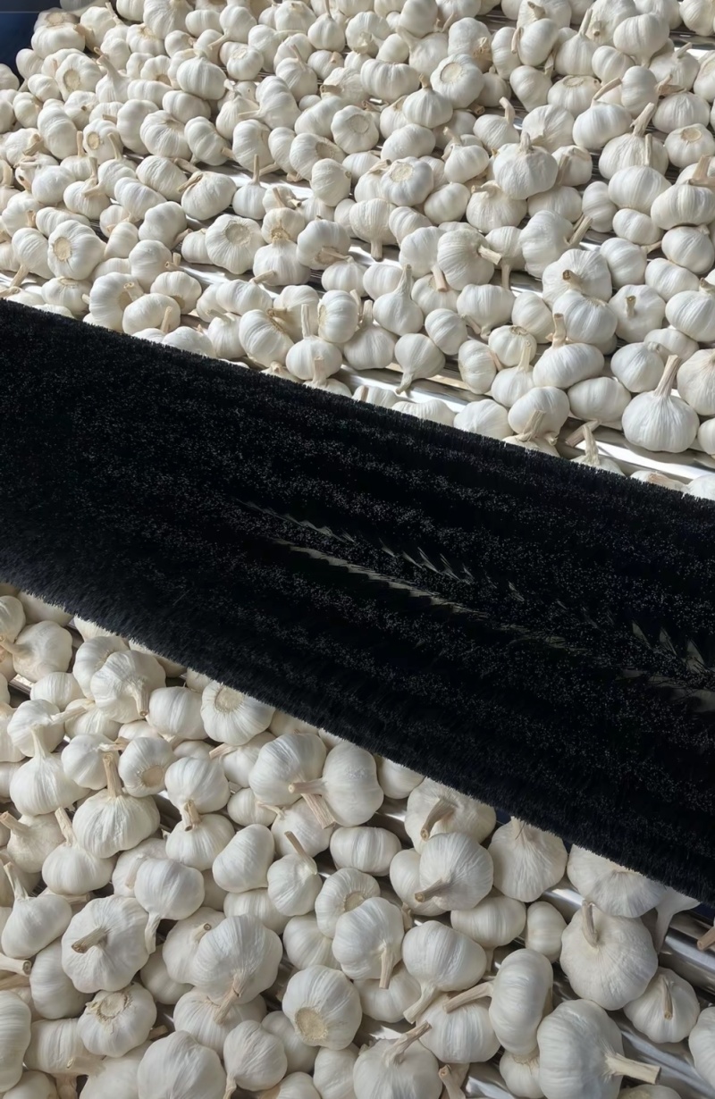 紫皮白蒜大蒜