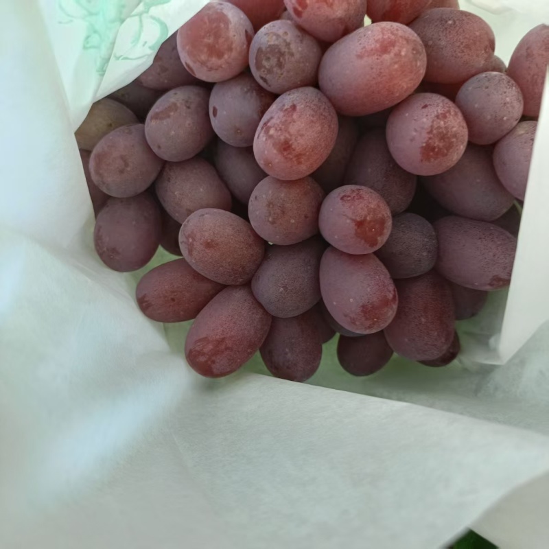 精品克伦生